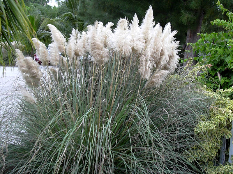 Pampas Grass
